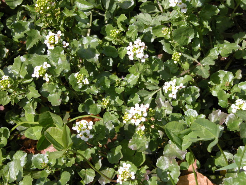 Nasturtium officinale